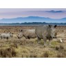 CALVENDO Puzzle CALVENDO Puzzle Familie Breitmaulnashorn Пазл CALVENDO Puzzle Семейство белых носорогов