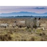 CALVENDO Puzzle CALVENDO Puzzle Familie Breitmaulnashorn Пазл CALVENDO Puzzle Семейство белых носорогов