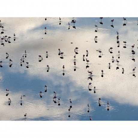 CALVENDO Puzzle CALVENDO Puzzle Flamingos Пазл CALVENDO Пазл фламинго