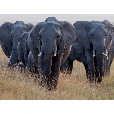 CALVENDO Puzzle CALVENDO Puzzle Elefanten Пазл CALVENDO Пазл слоны