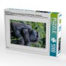 CALVENDO Puzzle CALVENDO Puzzle Emotionale Momente: Aus dem Leben der Familie Gorilla. \/ CH-Version Пазл CALVENDO Пазл Эмоциональные моменты: Из жизни семьи горилл. \/ версия CH