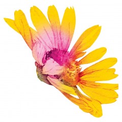 Yves Rocher Pure Camomille 2 in 1 Beruhigende Reinigungsmilch  Pure Camomille 2 в 1 Успокаивающее очищающее молочко