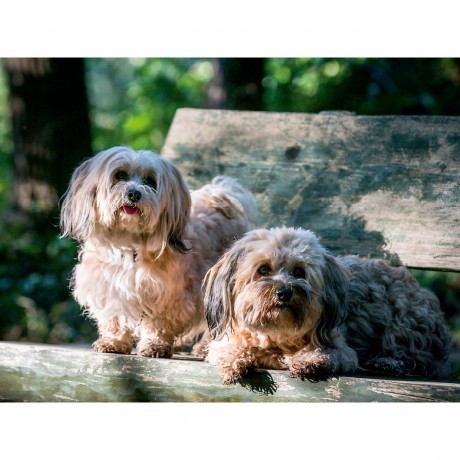 CALVENDO Puzzle CALVENDO Puzzle Zwei Havanesermadels im Wald Пазл CALVENDO Puzzle Две гаванские девушки в лесу