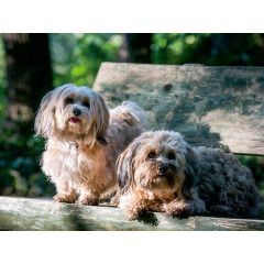 CALVENDO Puzzle CALVENDO Puzzle Zwei Havanesermadels im Wald Пазл CALVENDO Puzzle Две гаванские девушки в лесу