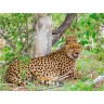 CALVENDO Puzzle CALVENDO Puzzle Gepard mit Nachwuchs Пазл CALVENDO Пазл гепард с потомством
