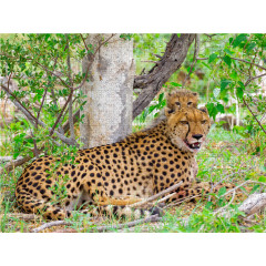 CALVENDO Puzzle CALVENDO Puzzle Gepard mit Nachwuchs Пазл CALVENDO Пазл гепард с потомством