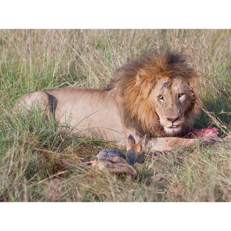 CALVENDO Puzzle CALVENDO Puzzle Emotionale Momente: Lowenkampf  Lowenliebe \/ CH-Version Пазл CALVENDO Puzzle Эмоциональные моменты: бой льва лев любовь / версия CH