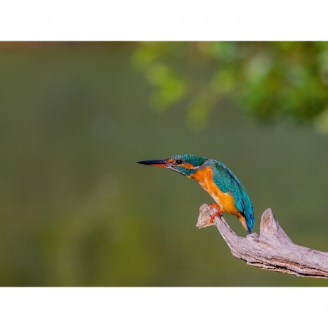 CALVENDO Puzzle CALVENDO Puzzle Eisvogel (Alcedo atthis) Пазл CALVENDO Puzzle Kingfisher (Alcedo atthis)