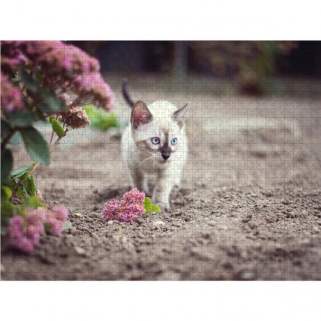 CALVENDO Puzzle CALVENDO Puzzle Kitten das erste Mal draussen Пазл CALVENDO Puzzle Kitten впервые на улице