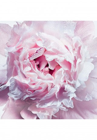 DIOR MISS DIOR – GESCHMEIDIGE KORPERCREME Gesichtscreme transparent MISS DIOR РАЗГЛАЖИВАЮЩИЙ КРЕМ ДЛЯ ТЕЛА Крем для лица