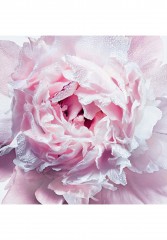 DIOR MISS DIOR – GESCHMEIDIGE KORPERCREME Gesichtscreme transparent MISS DIOR РАЗГЛАЖИВАЮЩИЙ КРЕМ ДЛЯ ТЕЛА Крем для лица