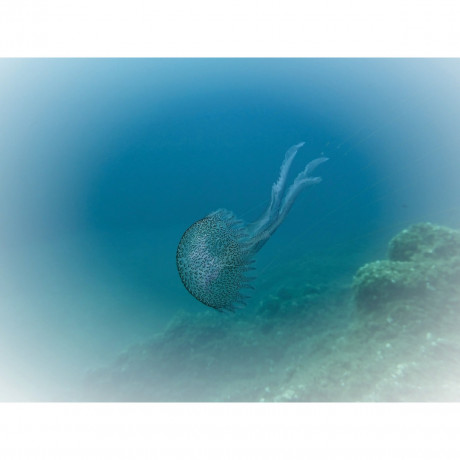 CALVENDO Puzzle CALVENDO Puzzle Faszination Leuchtquallen Пазл CALVENDO Puzzle Очарование светящихся медуз