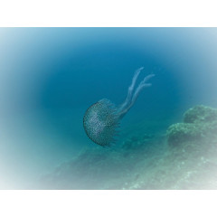 CALVENDO Puzzle CALVENDO Puzzle Faszination Leuchtquallen Пазл CALVENDO Puzzle Очарование светящихся медуз