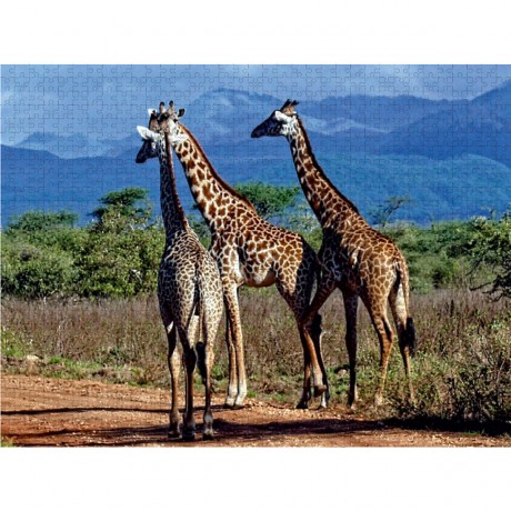 CALVENDO Puzzle CALVENDO Puzzle Giraffen. Faszinierende Wildtiere Afrikas Пазл CALVENDO Пазл жирафы. Завораживающая дикая природа Африки