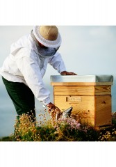 GUERLAIN GUERLAIN ABEILLE ROYALE NIGHT CREME Nachtpflege transparent GUERLAIN ABEILLE ROYALE NIGHT CREME ночной уход