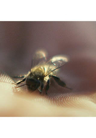 GUERLAIN GUERLAIN ABEILLE ROYALE NIGHT CREME Nachtpflege transparent GUERLAIN ABEILLE ROYALE NIGHT CREME ночной уход