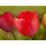 CALVENDO Puzzle CALVENDO Puzzle Bunte Tulpenbluten Пазл CALVENDO Puzzle Разноцветные тюльпаны