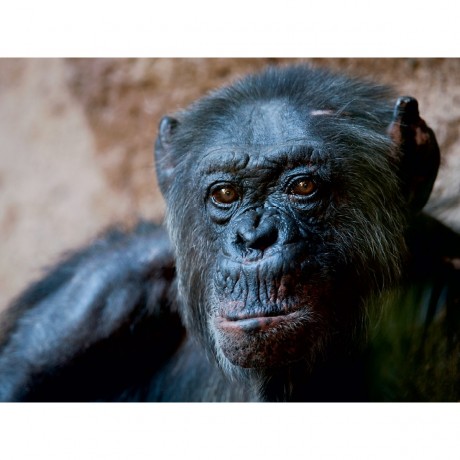 CALVENDO Puzzle CALVENDO Puzzle Schimpanse Пазл CALVENDO Пазл Шимпанзе