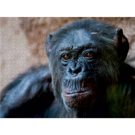 CALVENDO Puzzle CALVENDO Puzzle Schimpanse Пазл CALVENDO Пазл Шимпанзе