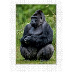 CALVENDO Puzzle CALVENDO Puzzle Emotionale Momente: Aus dem Leben der Familie Gorilla. \/ CH-Version Пазл CALVENDO Пазл Эмоциональные моменты: Из жизни семьи горилл. \/ версия CH