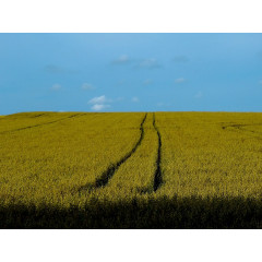 CALVENDO Puzzle CALVENDO Puzzle Erntezeit in Sieversen Пазл CALVENDO Puzzle Время сбора урожая в Зиверсене