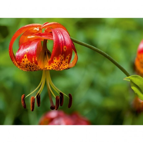 CALVENDO Puzzle CALVENDO Puzzle Tigerlilie Пазл CALVENDO Пазл Тигровая лилия