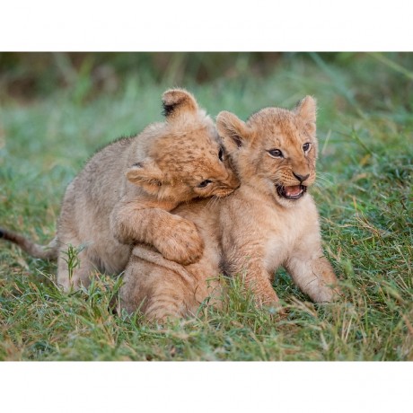 CALVENDO Puzzle CALVENDO Puzzle Liebenswerte Lowenbabys Пазл CALVENDO Puzzle Очаровательные львята