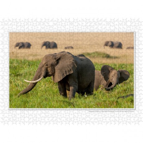 CALVENDO Puzzle CALVENDO Puzzle Emotionale Momente: Aus dem Leben der Elefanten. \/ CH-Version Пазл CALVENDO Пазл Эмоциональные моменты: из жизни слонов. \/ версия CH