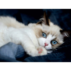 CALVENDO Puzzle CALVENDO Puzzle RAGDOLLS Impressionen aus der Kinderstube Пазл CALVENDO Пазл RAGDOLLS Впечатления из детской