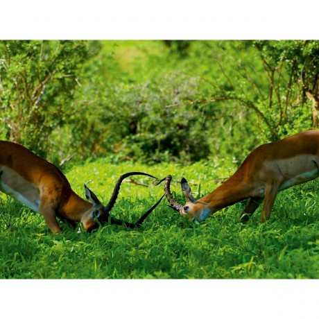 CALVENDO Puzzle CALVENDO Puzzle Junge Gazellen beim Machtkampf Пазл CALVENDO Puzzle Молодые газели в борьбе за власть