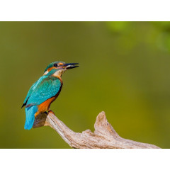 CALVENDO Puzzle CALVENDO Puzzle Eisvogel (Alcedo atthis) Пазл CALVENDO Puzzle Kingfisher (Alcedo atthis)