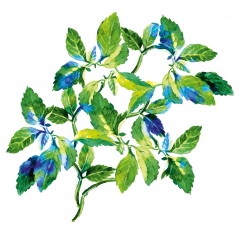 Yves Rocher Pure Menthe Klarende Tonerde-Maske  Pure Menthe очищающая глиняная маска