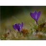 CALVENDO Puzzle CALVENDO Puzzle Krokus Пазл CALVENDO Пазл Крокус