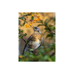 CALVENDO Puzzle CALVENDO Puzzle Die Wacholderdrossel Пазл CALVENDO Puzzle Рябинник