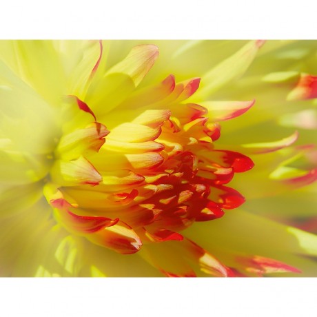 CALVENDO Puzzle CALVENDO Puzzle Dahlie Пазл CALVENDO Пазл Далия