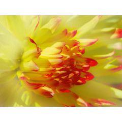 CALVENDO Puzzle CALVENDO Puzzle Dahlie Пазл CALVENDO Пазл Далия