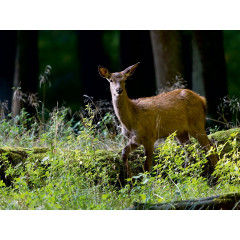 CALVENDO Puzzle CALVENDO Puzzle Das Hirschkalb schaut dem Brunftgeschehen noch unglaubig zu. Пазл CALVENDO Puzzle Олененок недоверчиво наблюдает за процессом гона.