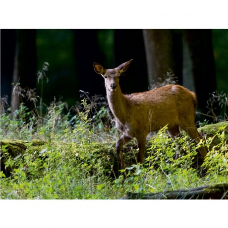 CALVENDO Puzzle CALVENDO Puzzle Das Hirschkalb schaut dem Brunftgeschehen noch unglaubig zu. Пазл CALVENDO Puzzle Олененок недоверчиво наблюдает за процессом гона.