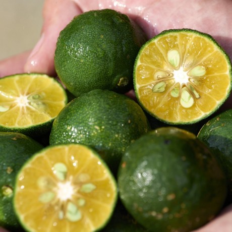 Shiseido WASO Shikulime Color Control Oil-Free Moisturizer Spf30 Shikulime Color Control безмасляный увлажняющий крем SPF30