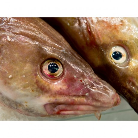 CALVENDO Puzzle CALVENDO Puzzle Kabeljau Пазл CALVENDO Пазл треска