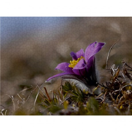 CALVENDO Puzzle CALVENDO Puzzle Kuchenschelle Пазл CALVENDO Зажим для торта-пазла