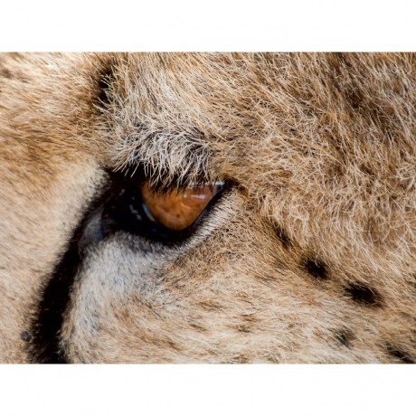 CALVENDO Puzzle CALVENDO Puzzle Die Gepardenaugen sind extrem scharfsichtig. Beute wird uber hunderte von Metern erspaht. Пазл CALVENDO Puzzle Глаза гепарда очень острые. Добычу замечают за сотни метров.