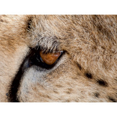 CALVENDO Puzzle CALVENDO Puzzle Die Gepardenaugen sind extrem scharfsichtig. Beute wird uber hunderte von Metern erspaht. Пазл CALVENDO Puzzle Глаза гепарда очень острые. Добычу замечают за сотни метров.