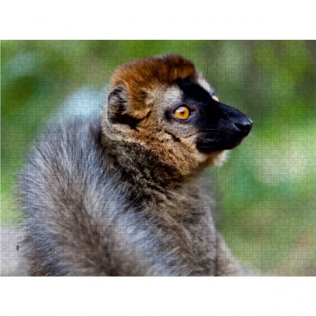 CALVENDO Puzzle CALVENDO Puzzle Brauner Lemur (Eulemur fulvus) Пазл CALVENDO Puzzle Бурый лемур (Eulemur fulvus)