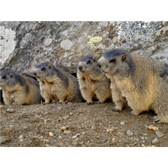 CALVENDO Puzzle CALVENDO Puzzle Verspielte Murmeltiere Пазл CALVENDO Puzzle Игривые сурки