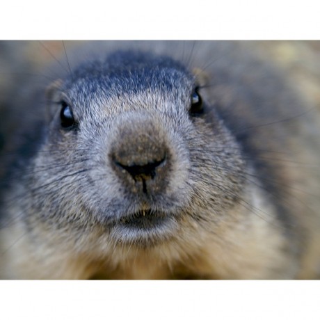 CALVENDO Puzzle CALVENDO Puzzle Wildlife Пазл CALVENDO Puzzle Дикая природа