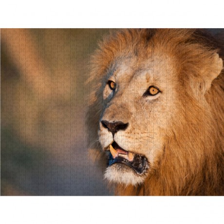 CALVENDO Puzzle CALVENDO Puzzle Emotionale Momente: Lowenkampf Lowenliebe \/ CH-Version Пазл CALVENDO Puzzle Эмоциональные моменты: бой льва лев любовь / версия CH