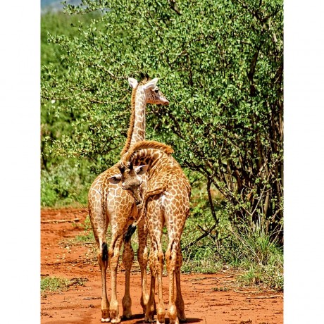 CALVENDO Puzzle CALVENDO Puzzle Giraffen ....was guckst du ? Пазл CALVENDO Пазл жирафы.... на что ты смотришь?