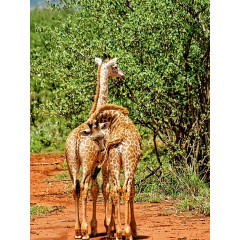 CALVENDO Puzzle CALVENDO Puzzle Giraffen ....was guckst du ? Пазл CALVENDO Пазл жирафы.... на что ты смотришь?