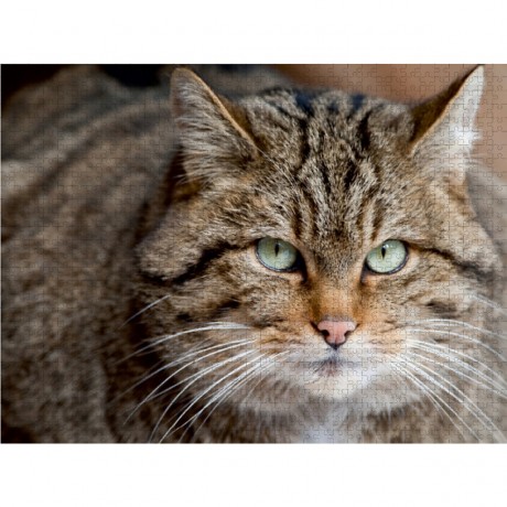 CALVENDO Puzzle CALVENDO Puzzle Wildkatze Пазл CALVENDO Пазл дикая кошка